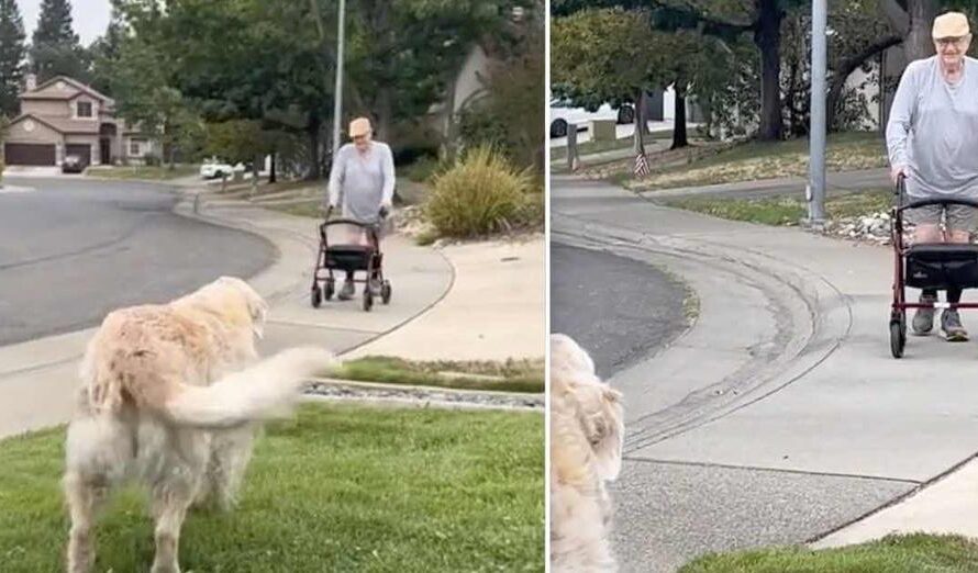 Every Morning This Senior Dog Waits To Say Hello To Her Friend On His Walk