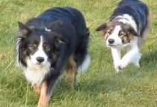 Border Collies Make Their Own Fun When Not Herding Sheep