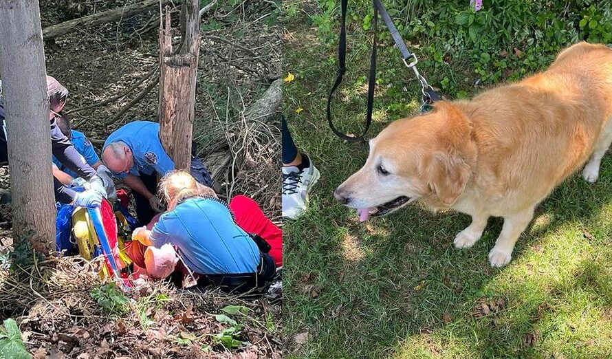 After owner falls and injures hip, loyal golden retriever saves the day, gets help