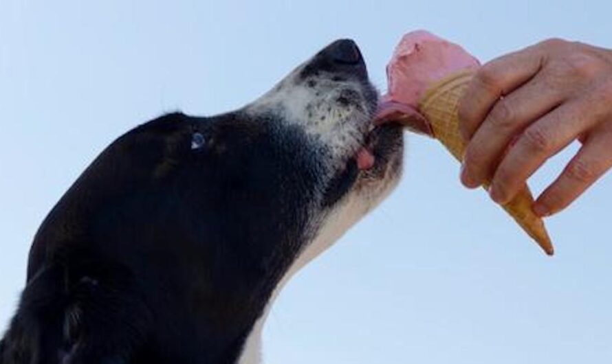 DIY Ice Cream for Dogs