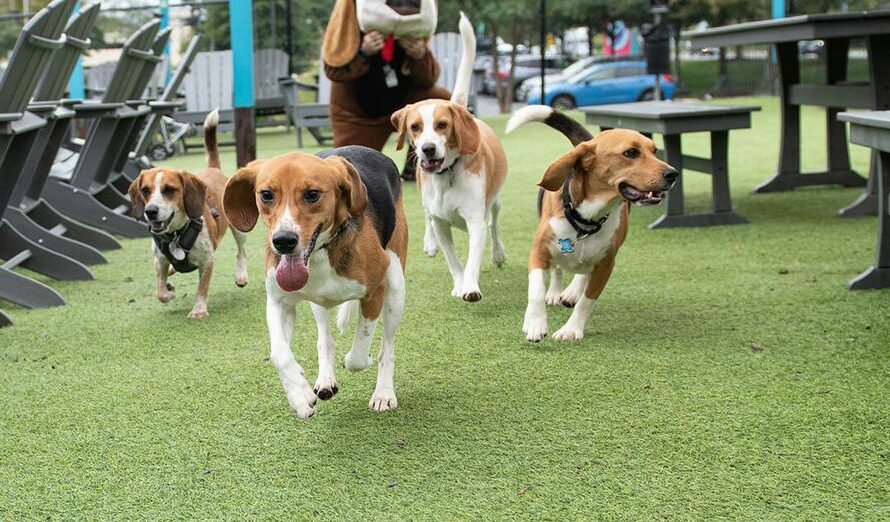 Rescued beagles reunite for “Beagleversary” one year after being freed from breeding facility