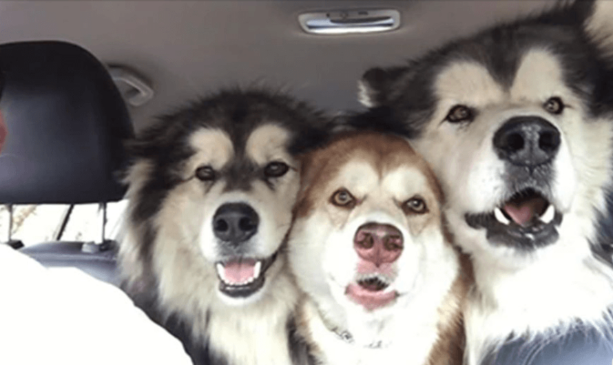 3 Malamutes Are Wonderfully Out Of Tune While Singing In The Car