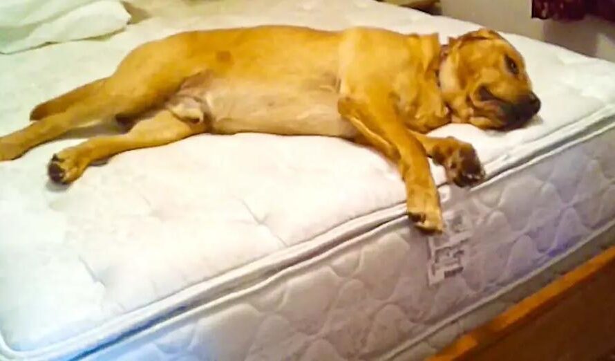 Lazy Pooch Won’t Budge From Bed, Then Owner Shouts ‘Squirrel’