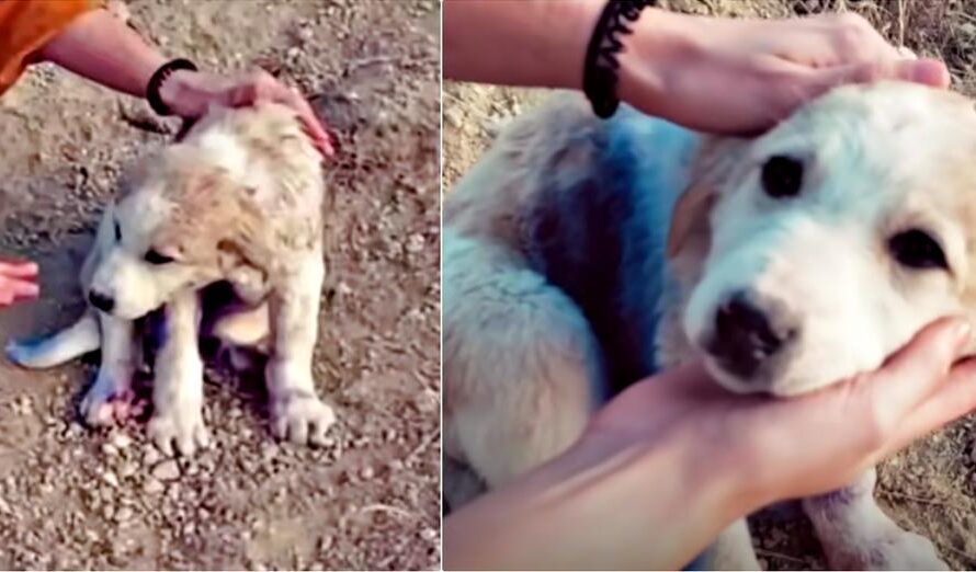 Traveling Couple Finds Puppy On A Mountain Covered In Blue Spray Paint