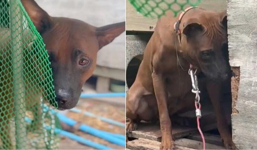 Dog Relieved When Kind People Came To Free Her, But Owner Said No