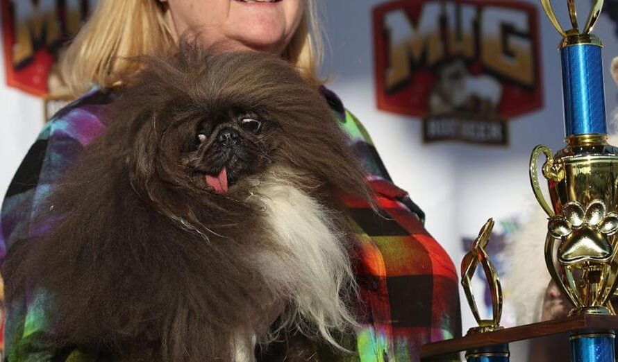 Unique-looking Pekingese named Wild Thang triumphs in 2024 “World’s Ugliest Dog” contest