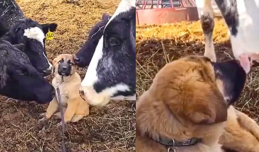 Puppy Gets Swarmed With Kisses From Cow Friends