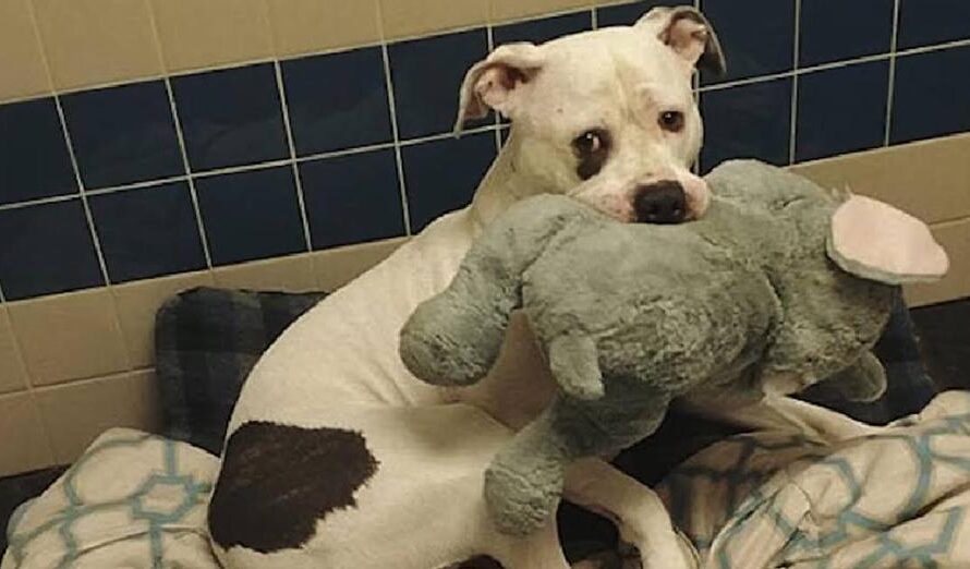 Petrified Pup Clutches Stuffed Elephant For Comfort While Waiting To Be Euthanized