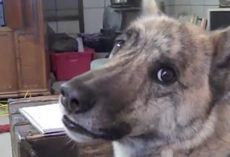 Dog Owner Knows Exactly What The Ultimate Dog Tease Is All About In Classic Video