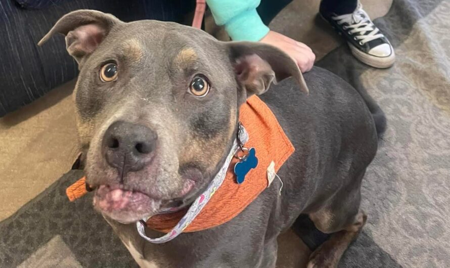 Woman adopts dog who has been in shelter for 7 years — gets remarkable sign that it’s meant to be