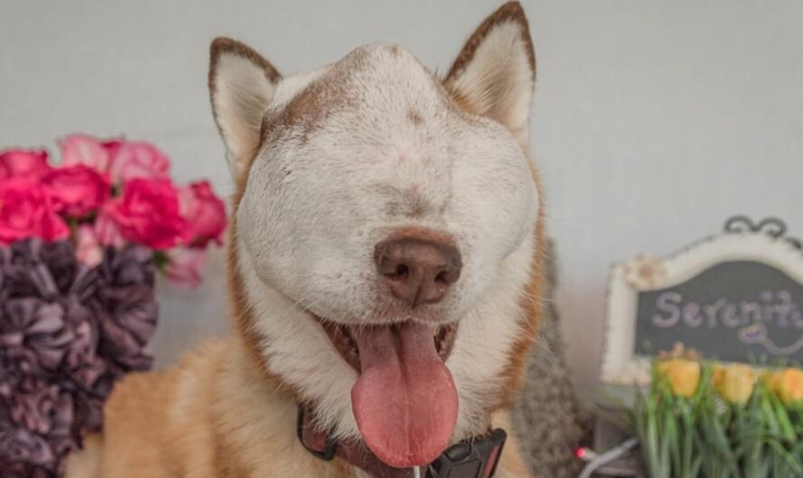 Dog has massive, untreatable face tumor, but rescuers still see her beauty