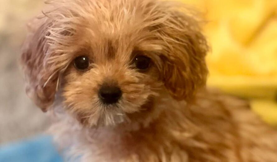 Puppy Bowl fans heartbroken to learn Sweetpea, littlest contestant ever, has died — rest in peace