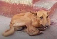 Rescuers Save Stray Dog With A Bone Stuck In Its Mouth Keep It Wide Open