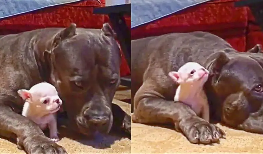 This Protective Giant Dog is So Patient as the Cutest Tiny Puppy Tries to Play