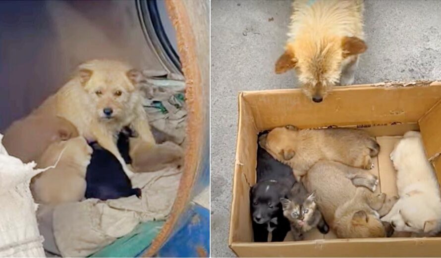 Lady Meets A Dog Living In Barrel With Her Babies But They’re ‘Not-All-Puppies’