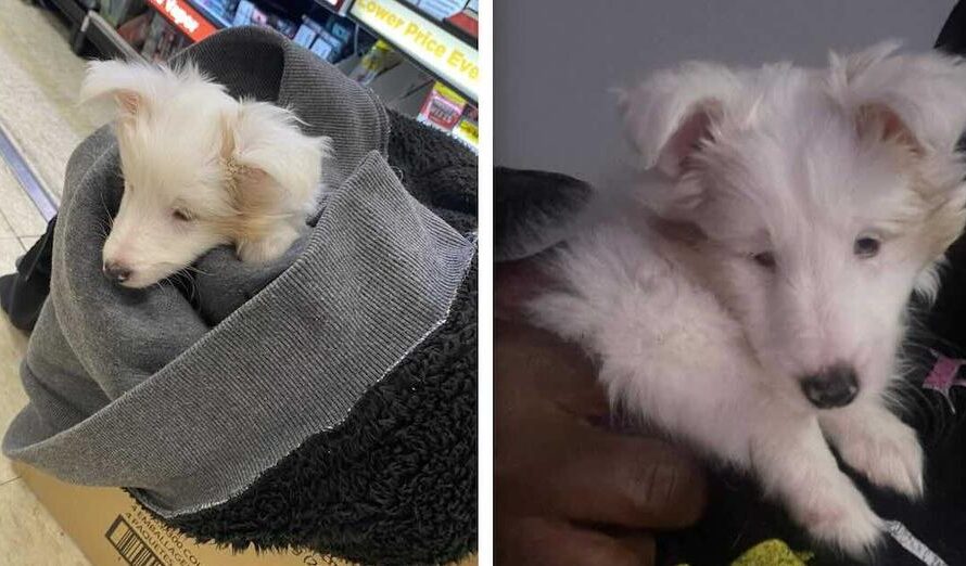 Woman Finds Dumped Blind and Deaf Puppy Shivering in Parking Lot