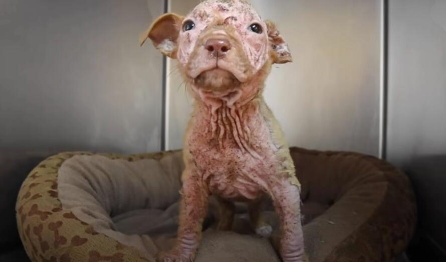 Bald Puppy Becomes Peach Fuzz Baby With Pampering From Mom And Pack