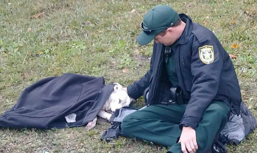 Deputy comforts dog cold and in pain after being hit by car, stays until help arrives