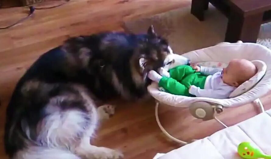 Alaskan Malamute Claims Baby As His Own (And It’s Perfect!)