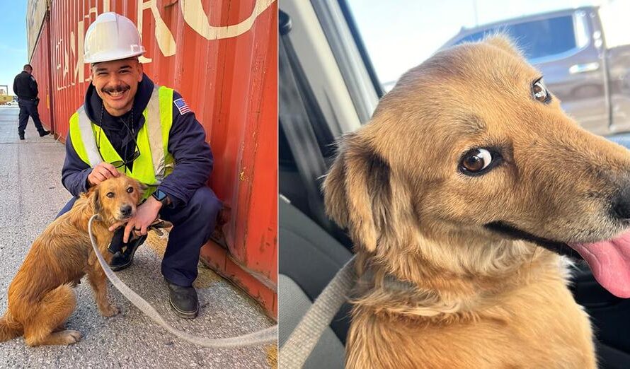 Dog rescued by Coast Guard officers after being trapped in a shipping container — then vets make shock discovery