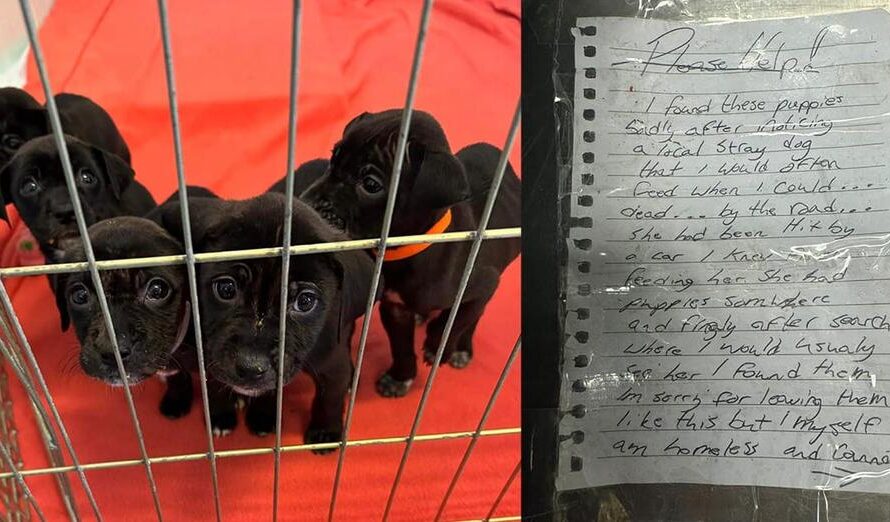 Homeless man rescues orphaned litter of puppies from storm, leaves them at shelter with moving letter