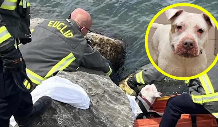 Man jumps into lake to save drowning dog: “My instincts kicked in”