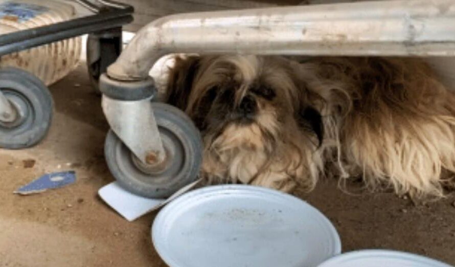 Ditched Dog Lay In Lot After Family Didn’t Want Him, Slept Beneath Shopping Cart