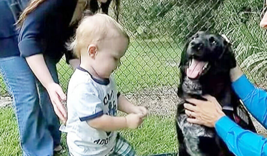 Abused baby couldn’t tell his parents about cruel sitter, but his dog could