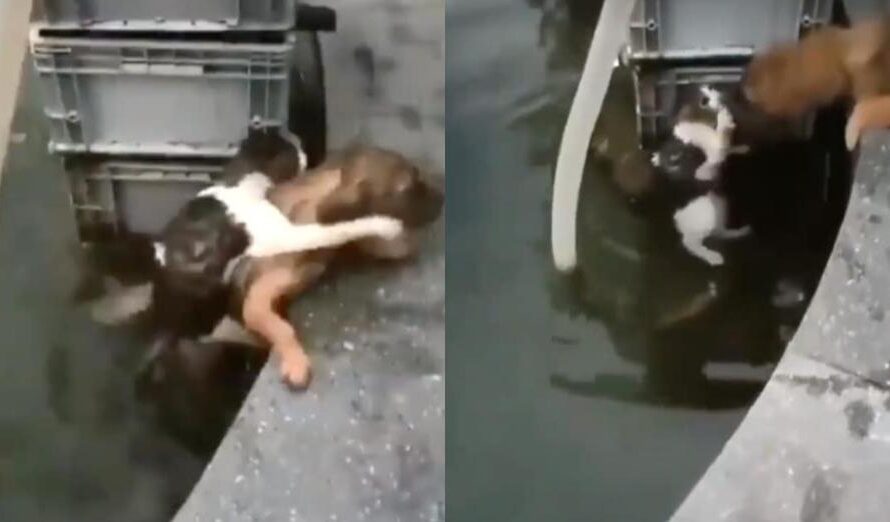 Dog Jumps into Water to Save Drowning Cat