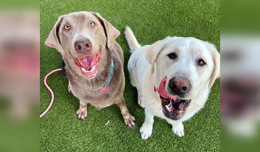 Inseparable dog siblings needed a new home together after ending up in shelter — now they have good news