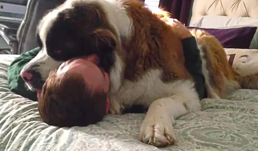 Needy Saint Bernard Dog Won’t Let Go of His Owner