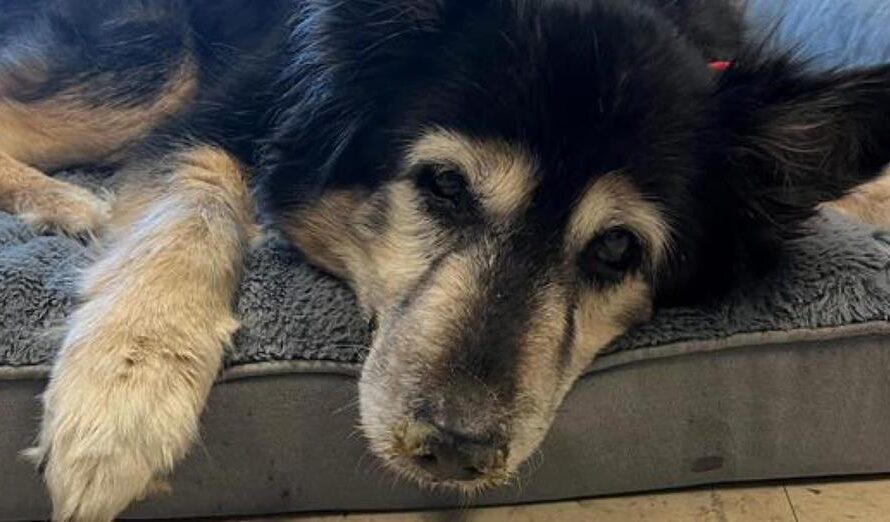 Senior dog was returned to shelter for “being boring” — rescuers discover what’s really wrong