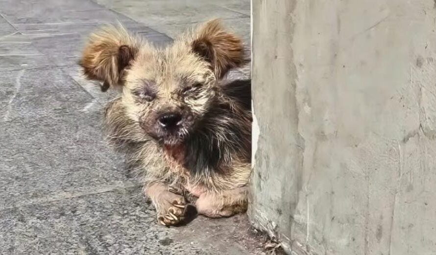 Woman Helps Elderly Stray, Turns Out He’s Not An Old Dog At All