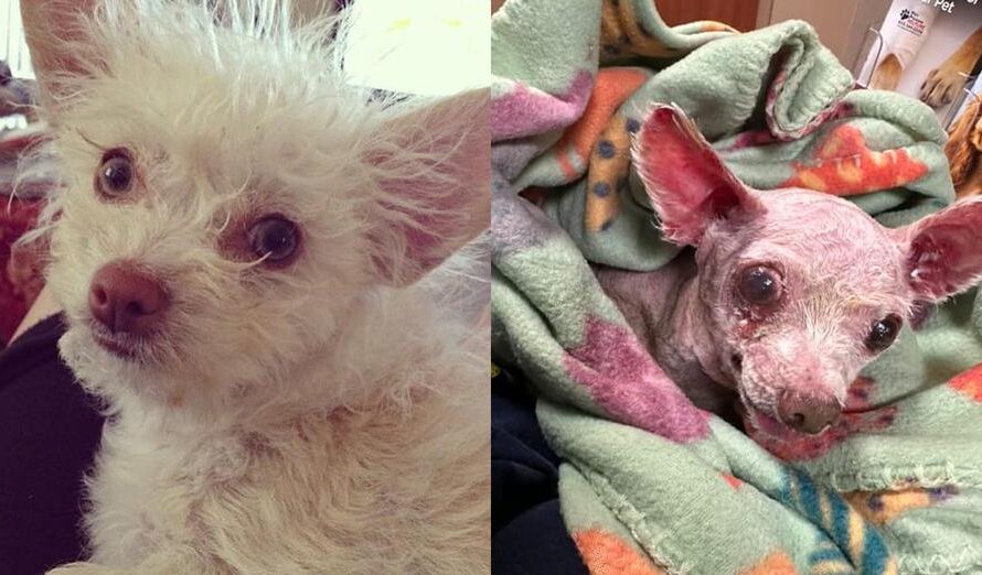 Chihuahua reunites with owner 9 years after being stolen: “Our baby is back”