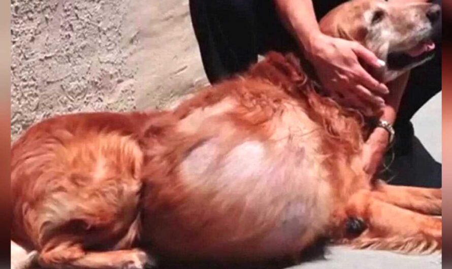 Golden Retriever abandoned with 46-pound tumor could barely walk