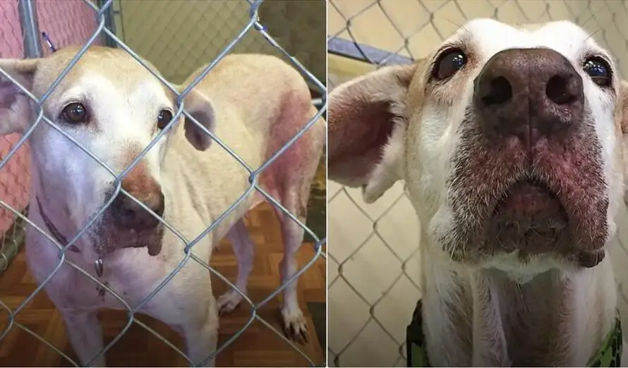 They Felt Sorry For Her 7-Year Shelter Stint But Didn’t Do A Thing About It