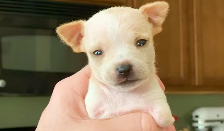 Teeniest 2-Legged Puppy Is A Christmas Miracle