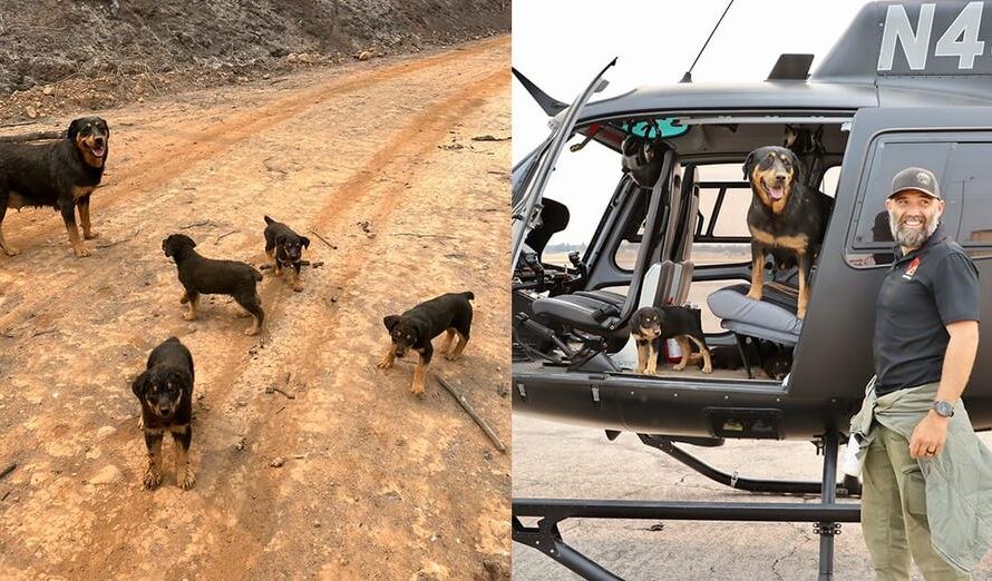 Rottweiler mom and 4 pups rescued after being trapped for days following wildfire