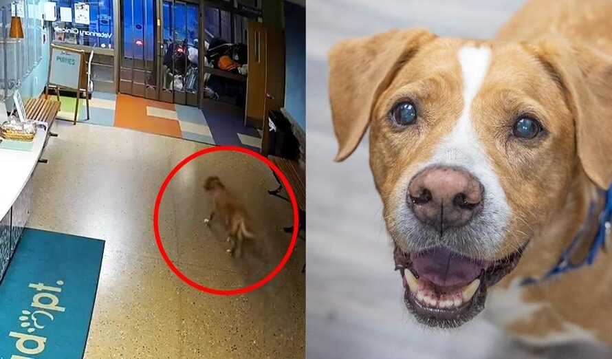 Senior “escape artist” dog who broke out of shelter twice looking for a new home