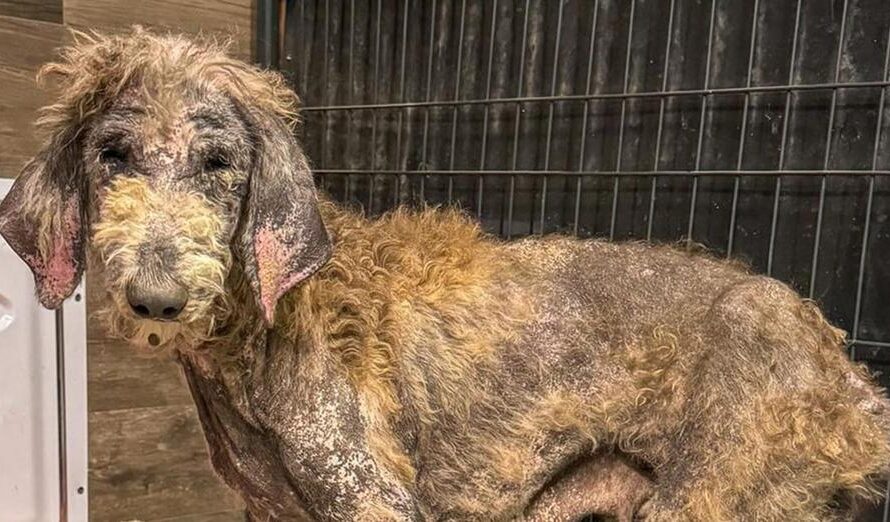 Mangey, emaciated poodle makes incredible transformation after rescue — see her today