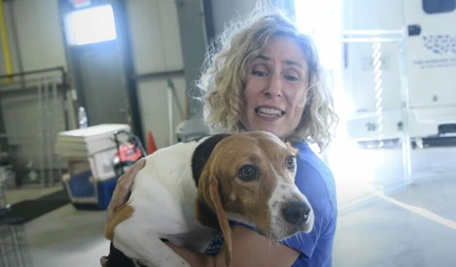 Last of the 4000 Beagles Rescued from Breeding Facility Thriving in His New Home