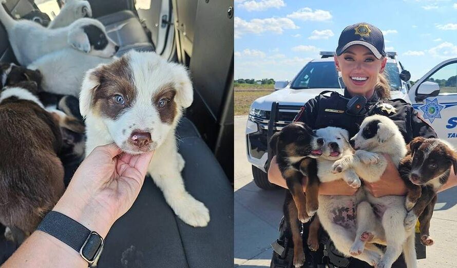 Eight puppies rescued after being abandoned in crate on 100-degree day