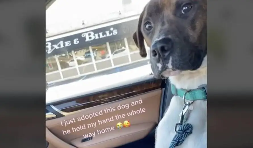 Dog Just Adopted from Shelter Holds His Mom’s Hand ‘the Whole Way Home’