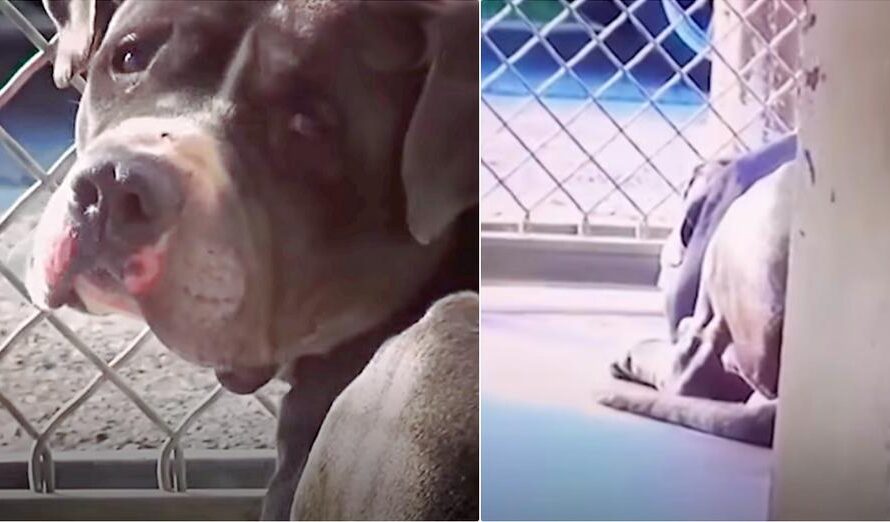 Guy Adopts Pit Bull, Can’t Sleep Thinking About The Other Dog He Left There