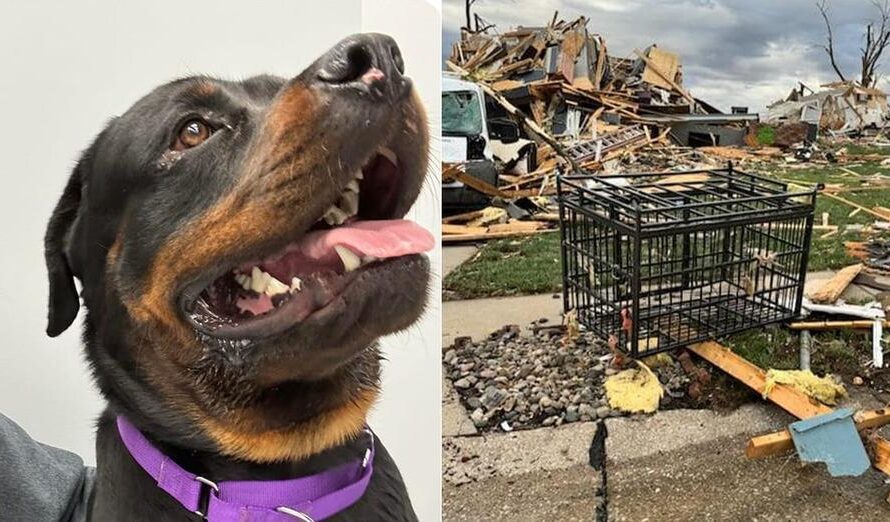 Dog miraculously survives after being tossed four blocks by a tornado