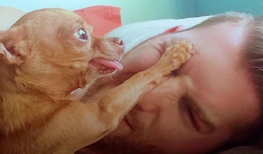 Cranky Little Dog Doesn’t Want To Share His Dad With Anyone