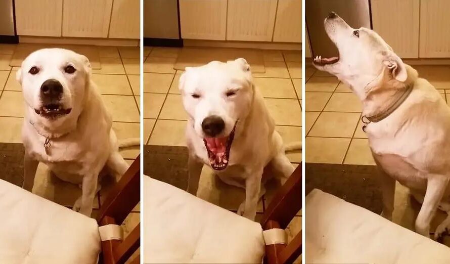 Hilarious Talking Dog Says Blah, Blah, Blah, Blah