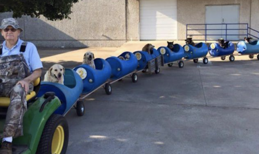 80-Year-Old Retired Man Builds Dog Train To Take Rescued Stray Dogs On Adventure