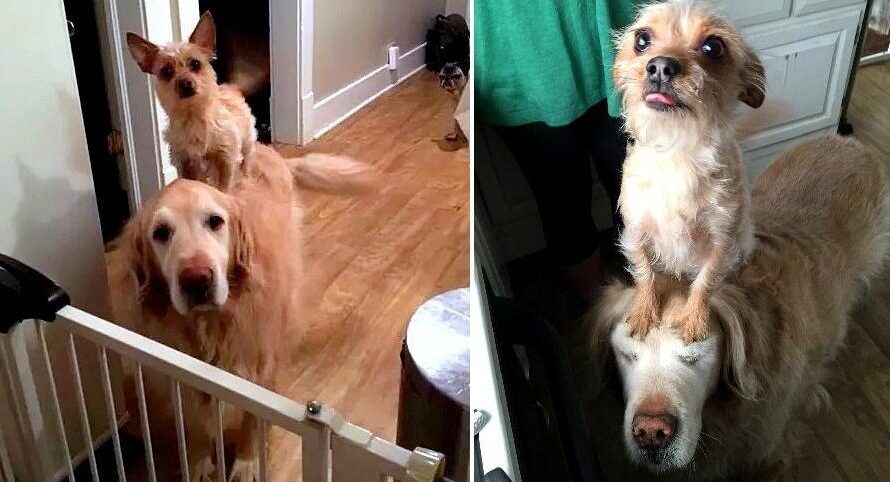 Tiny Dog Adorably Rides On Golden Retriever To Get Attention And Treats