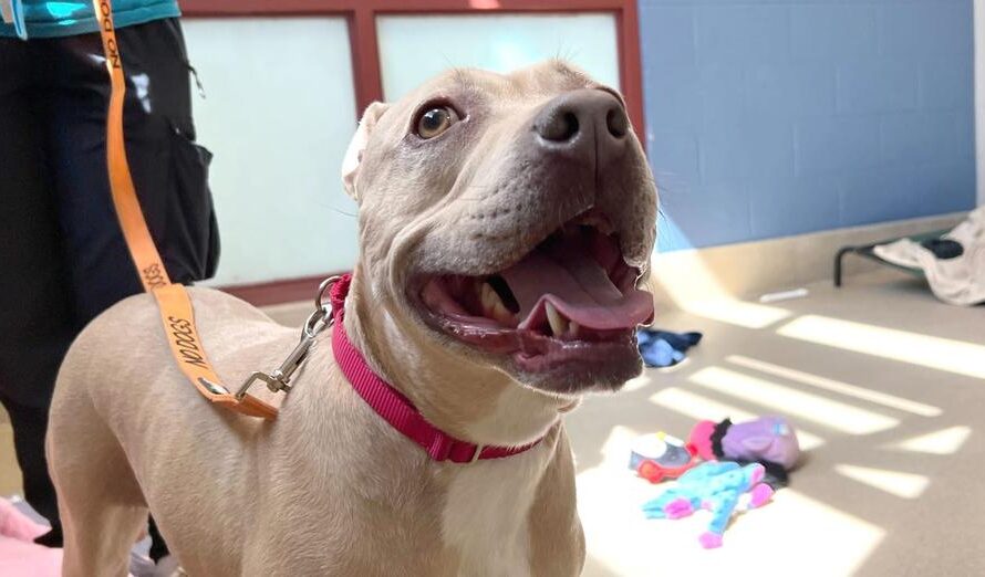 Shelter’s longest resident was shy and scared around humans — then family visits 15 times to gain her trust